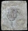 Dizygocrinus Crinoid Fossil - Warsaw Formation, Illinois #45564-1